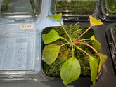 ADA 褐背春雪榕/紅花半月榕 Homalomena Humilis Red Taxiphyillum peacock moss BS161
